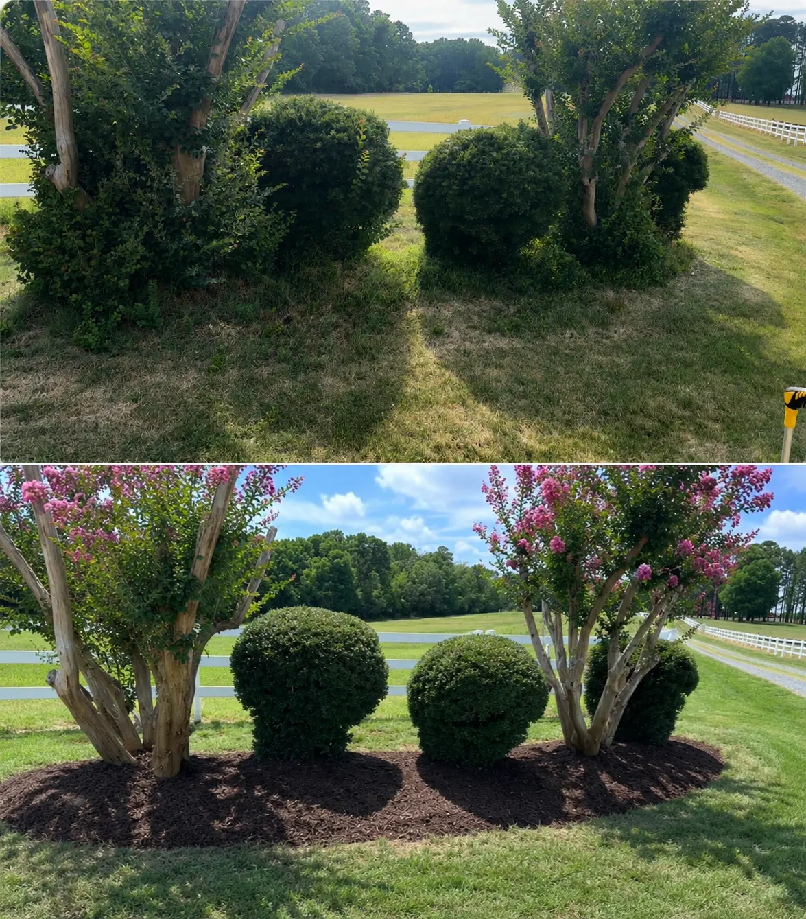 Before and after of a landscaped island with fresh mulch and blooming trees by Grass Geeks