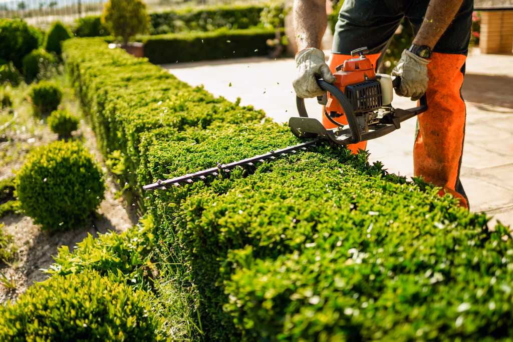 Shrubs being pruned and shaped along a landscape bed