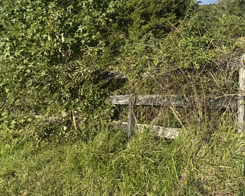 Before: a fence line overgrown with brush, saplings and vines