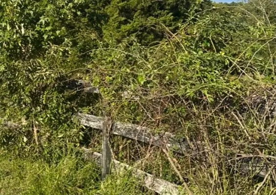 Fence line overgrown with vines, saplings and briars before clearing